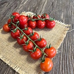 Помидор черри на ветке